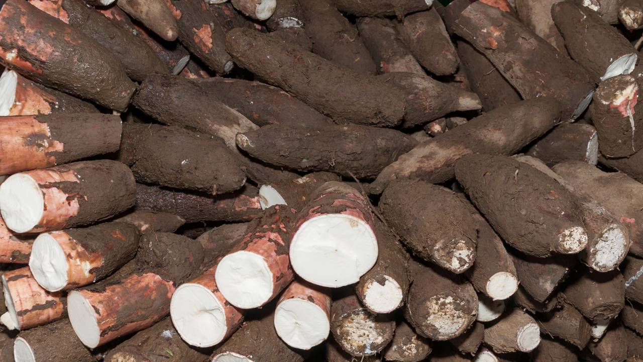 A mandioca, raiz de grande importância para a alimentação nacional, possui diferentes nomes conforme a região do Brasil. No Sudeste, ela é conhecida principalmente como aipim