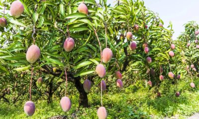 Por que a mangueira não dá frutos e como acelerar a produção das mangas