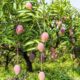 Por que a mangueira não dá frutos e como acelerar a produção das mangas