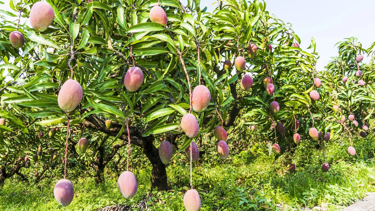Por que a mangueira não dá frutos e como acelerar a produção das mangas