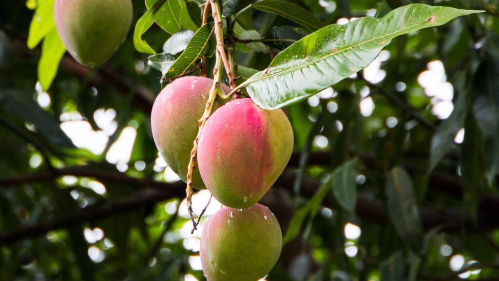 Por que a mangueira não dá frutos e como acelerar a produção das mangas