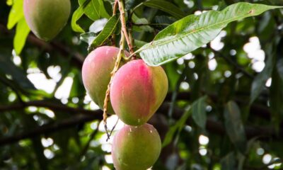 Por que a mangueira não dá frutos e como acelerar a produção das mangas