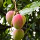 Por que a mangueira não dá frutos e como acelerar a produção das mangas