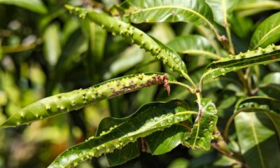 Entenda o que fazer quando a mangueira começa a secar as folhas