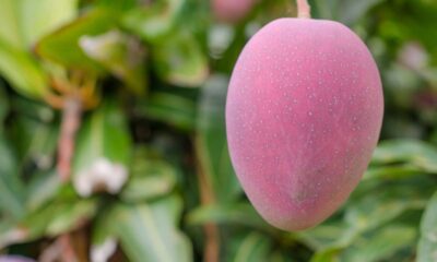 O cultivo de manga rosa em casa é uma experiência gratificante, permitindo acesso a frutas deliciosas no seu próprio quintal