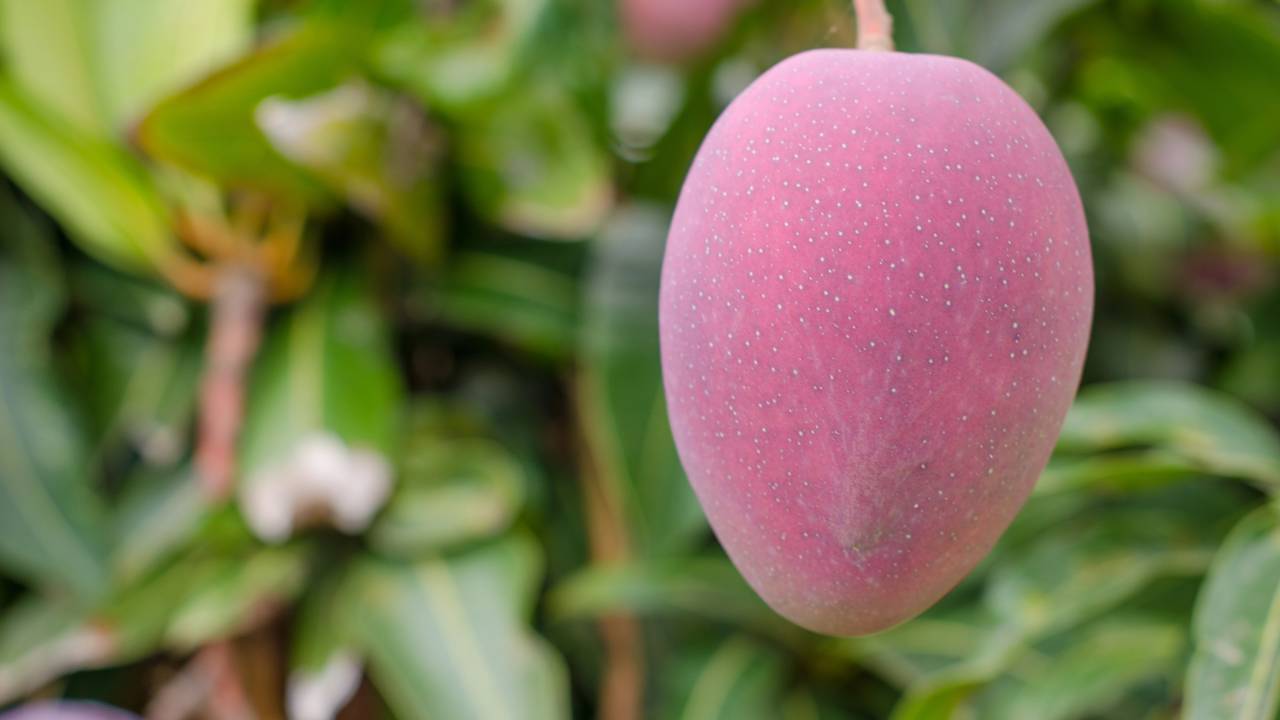 O cultivo de manga rosa em casa é uma experiência gratificante, permitindo acesso a frutas deliciosas no seu próprio quintal