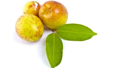 Quanto custa plantar mangaba e cuidar da árvore nativa