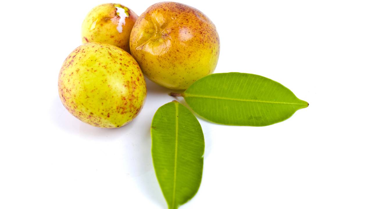 Quanto custa plantar mangaba e cuidar da árvore nativa