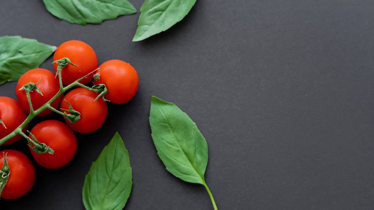 Plantar manjericão perto de tomateiro é uma tradição apreciada entre horticultores, pois traz diversos benefícios tanto para a saúde quanto para a produtividade das plantas