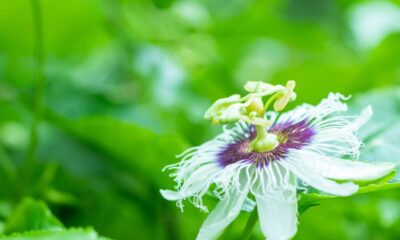 Como plantar maracujá-roxo e ter flores o ano todo sem muito trabalho