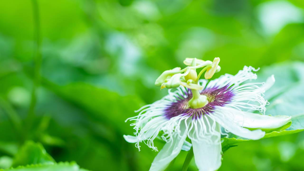 Como plantar maracujá-roxo e ter flores o ano todo sem muito trabalho