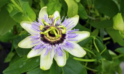 O cultivo de maracujá doce em casa é uma atividade prazerosa e pode recompensar com frutos frescos, perfumados e repletos de nutrientes