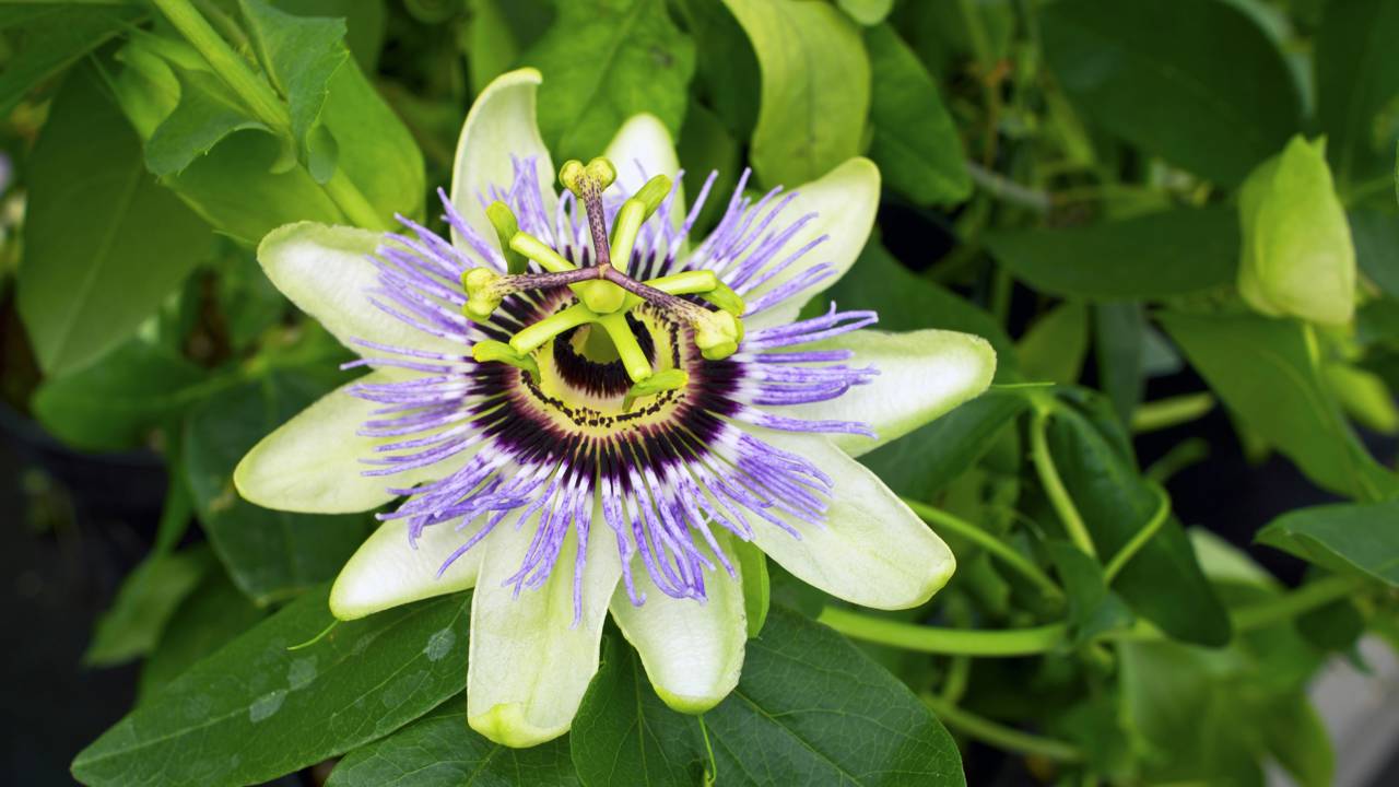 O cultivo de maracujá doce em casa é uma atividade prazerosa e pode recompensar com frutos frescos, perfumados e repletos de nutrientes