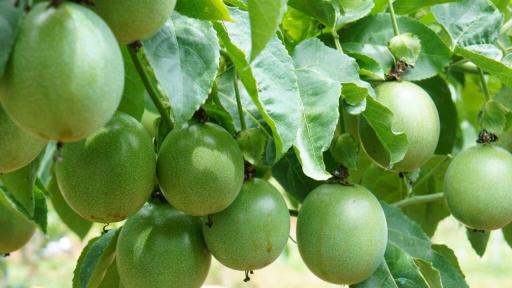 O cultivo de maracujá doce em casa é uma atividade prazerosa e pode recompensar com frutos frescos, perfumados e repletos de nutrientes