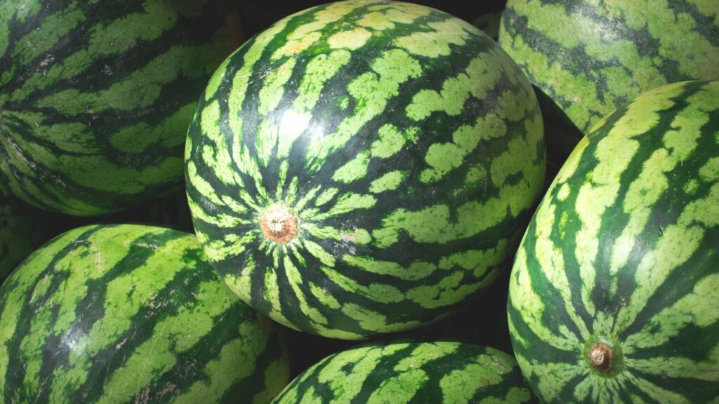 Como plantar melancia e aproveitar todo o espaço do quintal