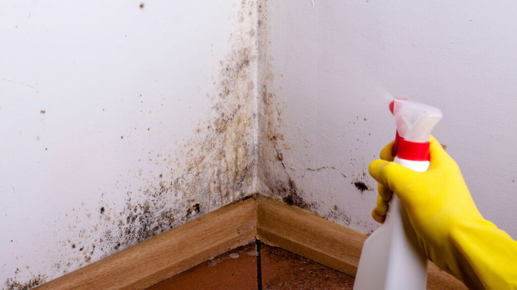 Como tirar mofo de paredes com ingredientes simples e baratos
