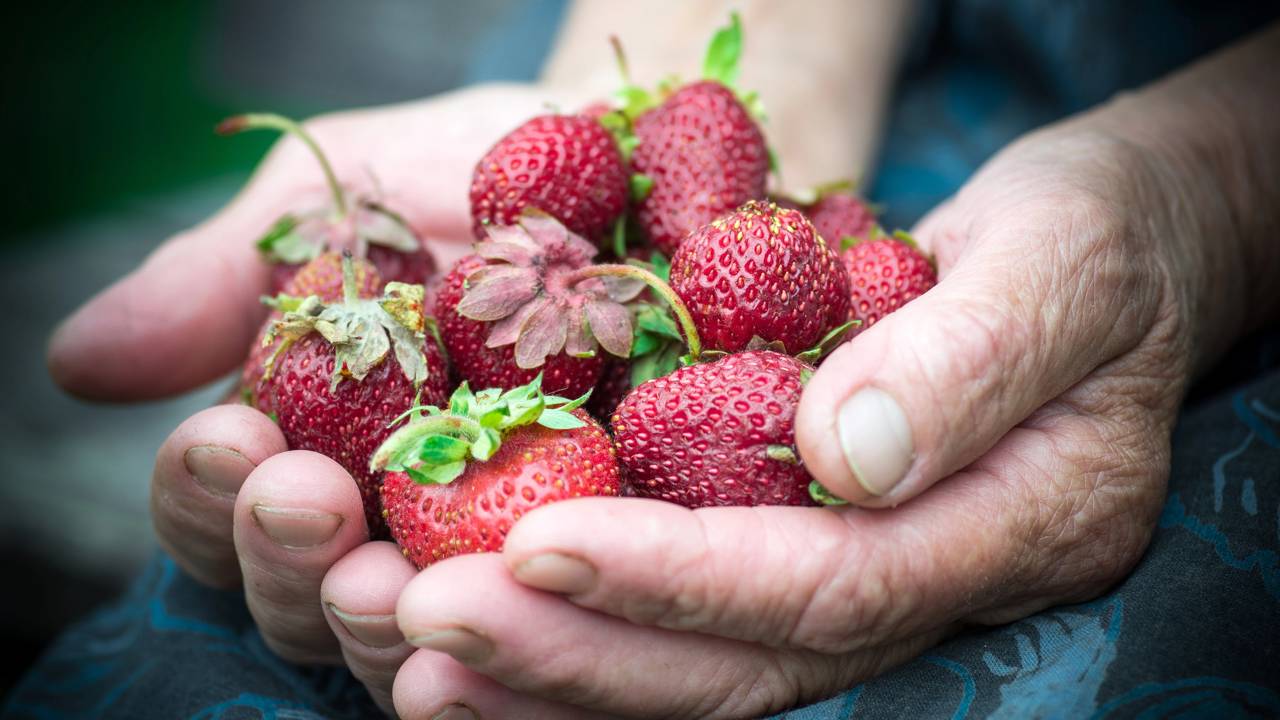 Como plantar morango em vasos de barro pode render mais e colher sem agrotóxicos