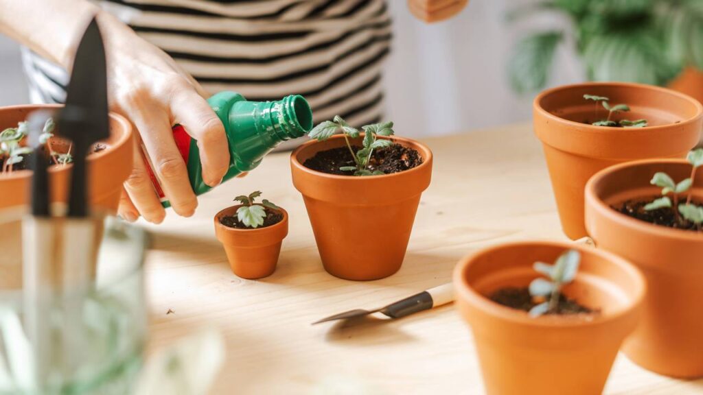 Como plantar morango em vasos de barro pode render mais e colher sem agrotóxicos