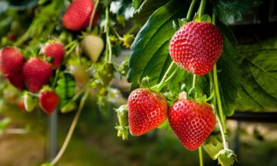 A melhor técnica para plantar morangos e colher as frutas em menos tempo