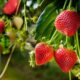 A melhor técnica para plantar morangos e colher as frutas em menos tempo