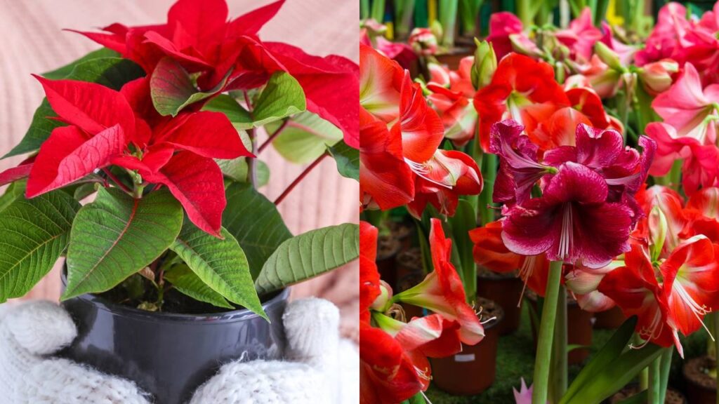 Se você deseja um jardim vibrante durante as festas de fim de ano, escolher as plantas certas é essencial. Algumas espécies florescem lindamente até o Natal, proporcionando