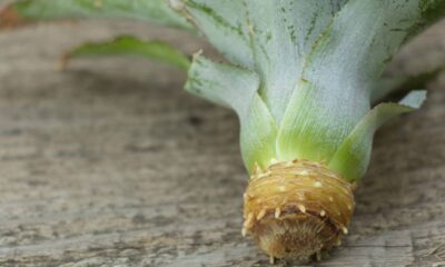 Quanto custa plantar abacaxi e colher a primeira fruta em casa?