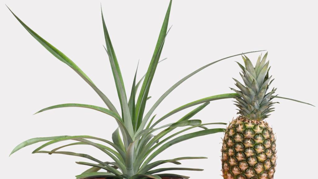 Quanto custa plantar abacaxi e colher a primeira fruta em casa?