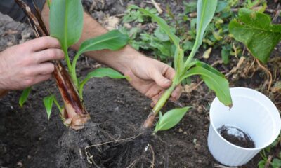 Bananeira que não dá cacho pode estar sofrendo com isso