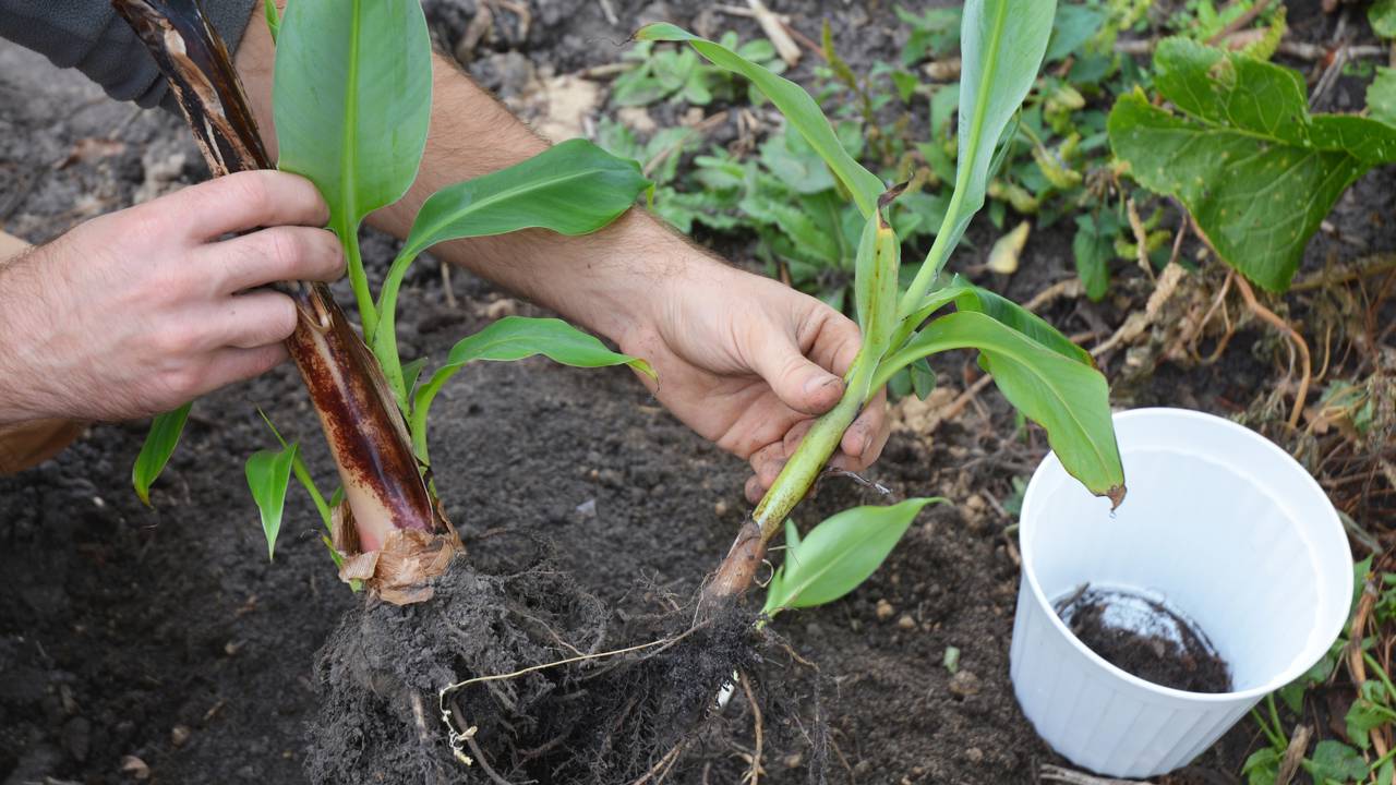 Bananeira que não dá cacho pode estar sofrendo com isso