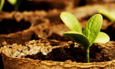 Plantar árvores frutíferas em casa proporciona acesso fácil a frutas frescas, incentiva hábitos sustentáveis e contribui para a economia doméstica. Escolher espécies que produzam rapidamente é fundamental para quem busca colher frutos em pouco tempo, valorizando o espaço do quintal ou até mesmo de vasos na varanda.