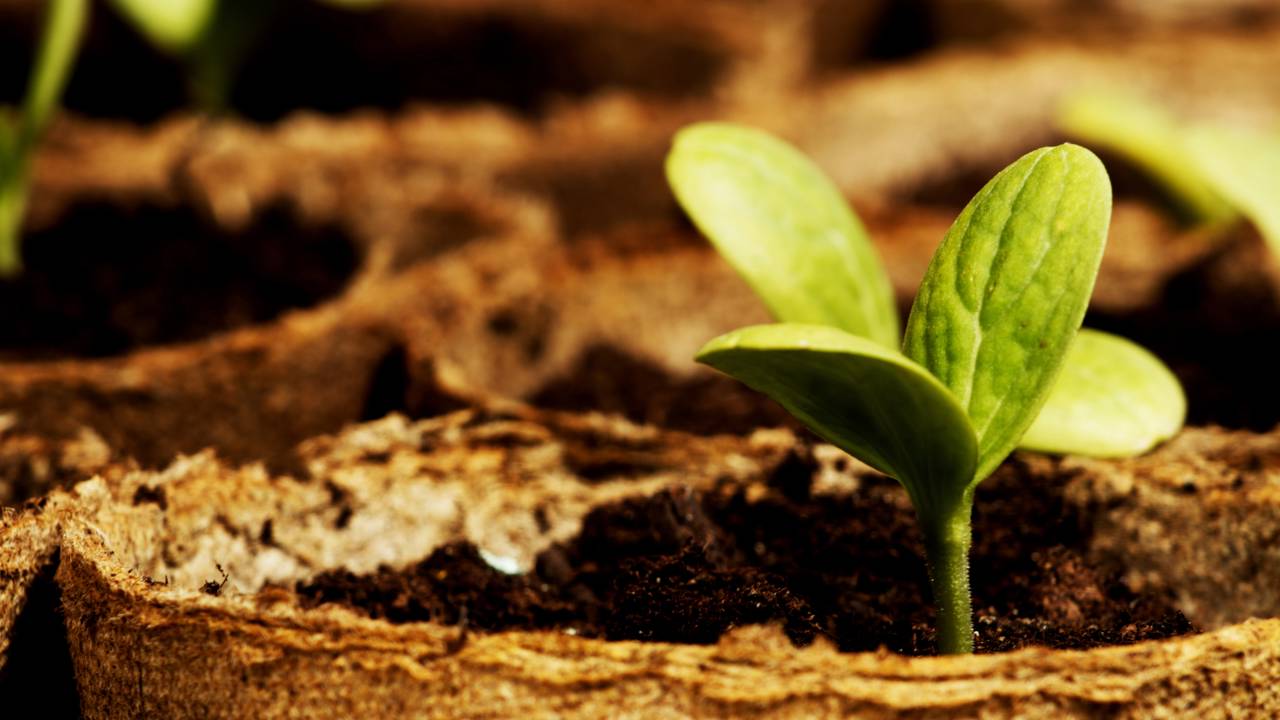 Plantar árvores frutíferas em casa proporciona acesso fácil a frutas frescas, incentiva hábitos sustentáveis e contribui para a economia doméstica. Escolher espécies que produzam rapidamente é fundamental para quem busca colher frutos em pouco tempo, valorizando o espaço do quintal ou até mesmo de vasos na varanda.