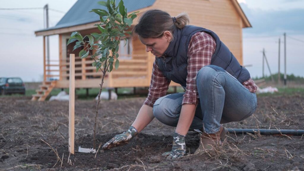 Plantar árvores frutíferas em casa proporciona acesso fácil a frutas frescas, incentiva hábitos sustentáveis e contribui para a economia doméstica. Escolher espécies que produzam rapidamente é fundamental para quem busca colher frutos em pouco tempo, valorizando o espaço do quintal ou até mesmo de vasos na varanda.