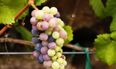 Aprender como cultivar uva sem sementes em casa pode transformar qualquer pequeno espaço em um verdadeiro pomar doméstico