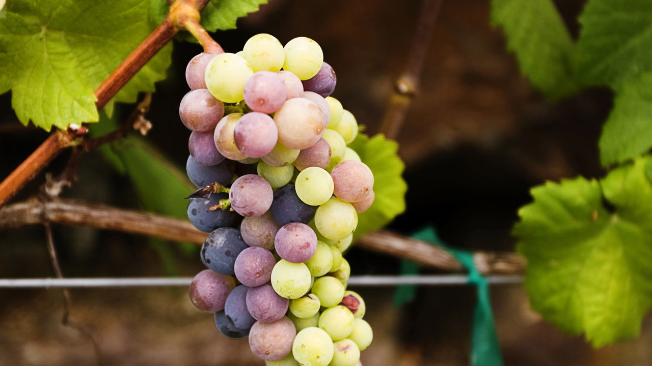 Aprender como cultivar uva sem sementes em casa pode transformar qualquer pequeno espaço em um verdadeiro pomar doméstico