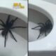 Mulher encontra aranha gigante dentro do vaso sanitário