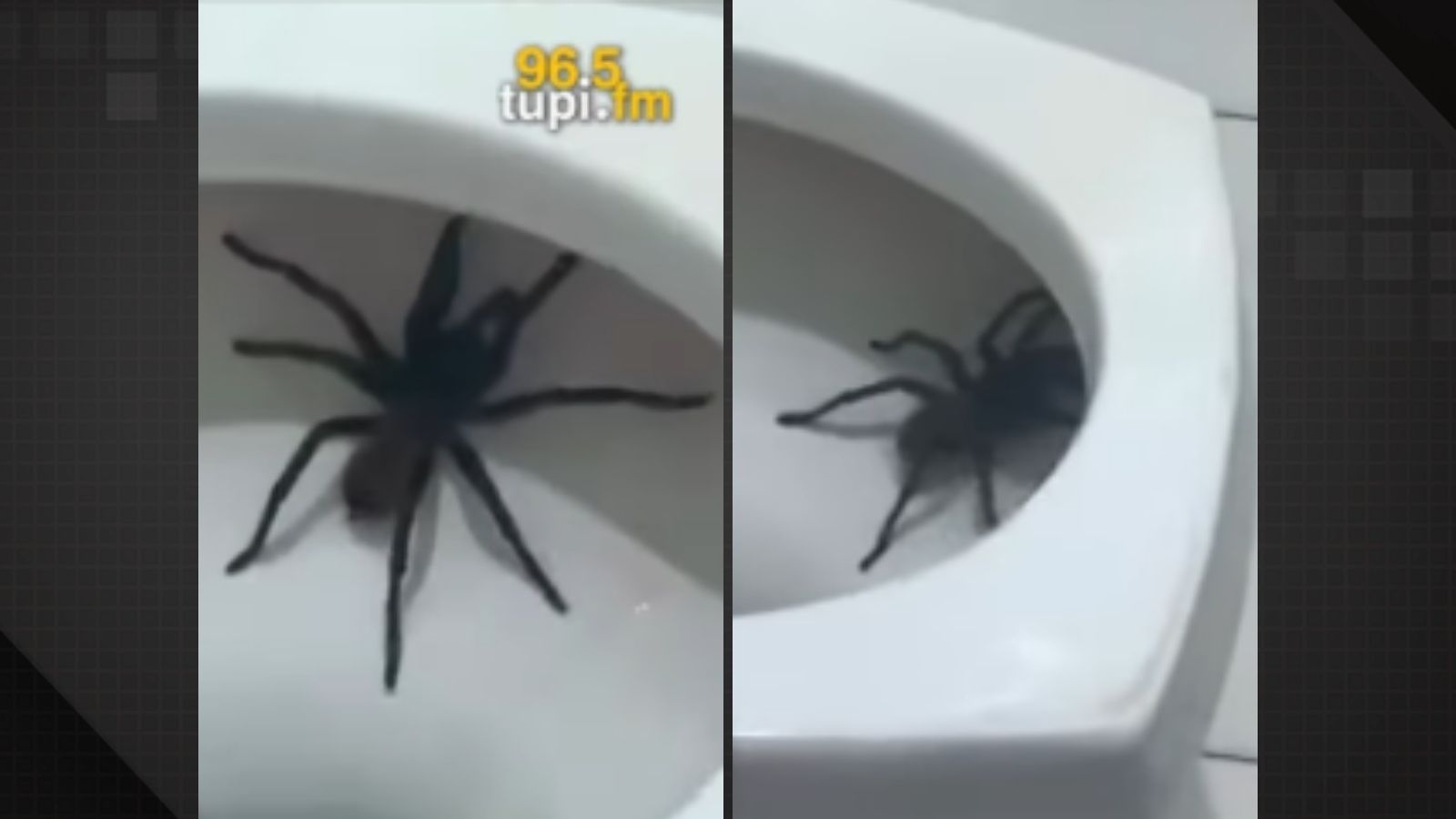 Mulher encontra aranha gigante dentro do vaso sanitário