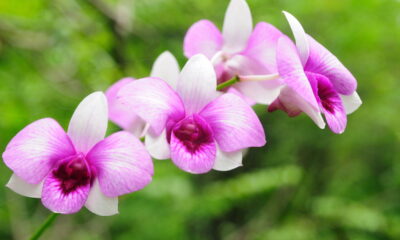 As orquídeas frequentemente desaceleram seu crescimento durante o outono, o que leva muitos cultivadores a pensar que não há solução para manter a beleza dessas plantas