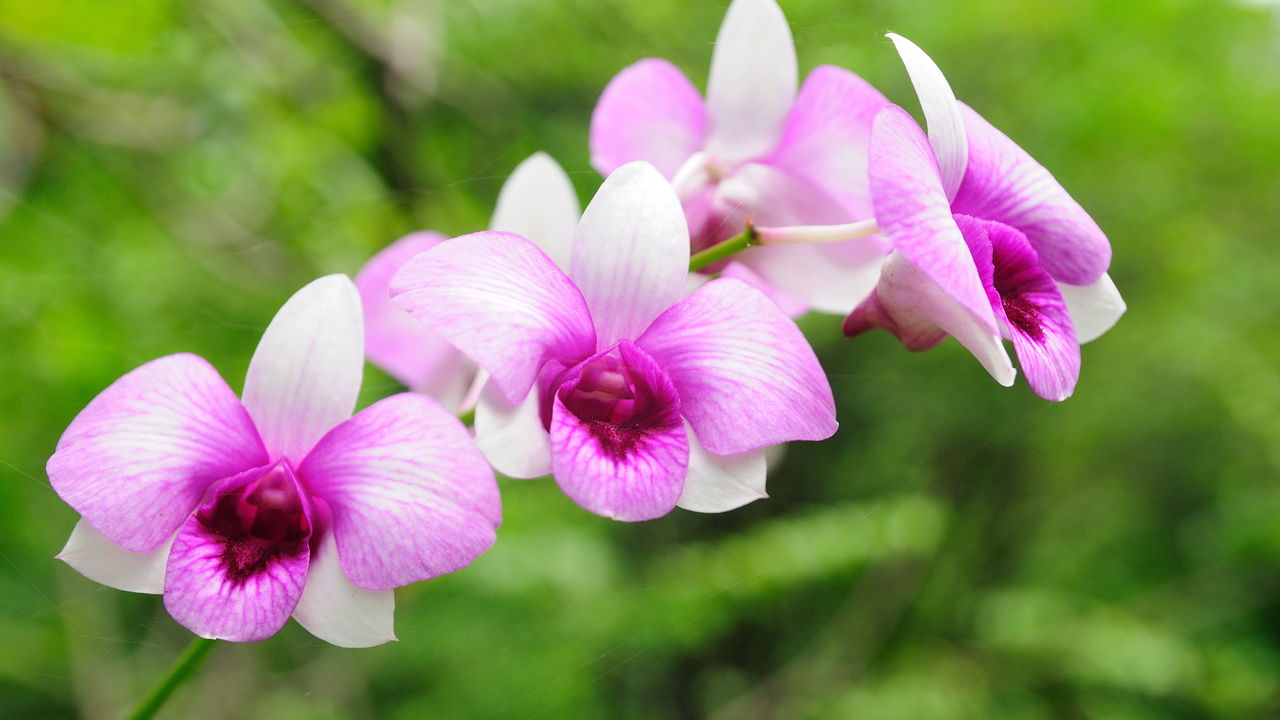As orquídeas frequentemente desaceleram seu crescimento durante o outono, o que leva muitos cultivadores a pensar que não há solução para manter a beleza dessas plantas