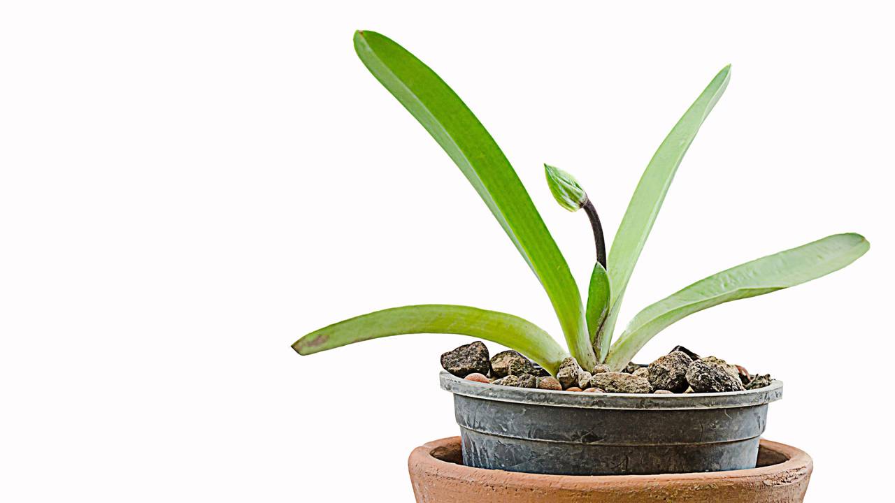 Usar água de arroz no cultivo de orquídeas tem se tornado comum por ser uma alternativa natural