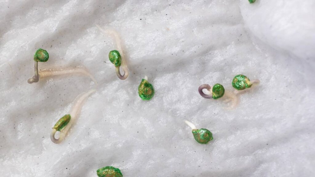 Como germinar sementes de maçã dentro de casa com sucesso