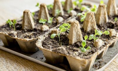 Como germinar sementes de maçã dentro de casa com sucesso