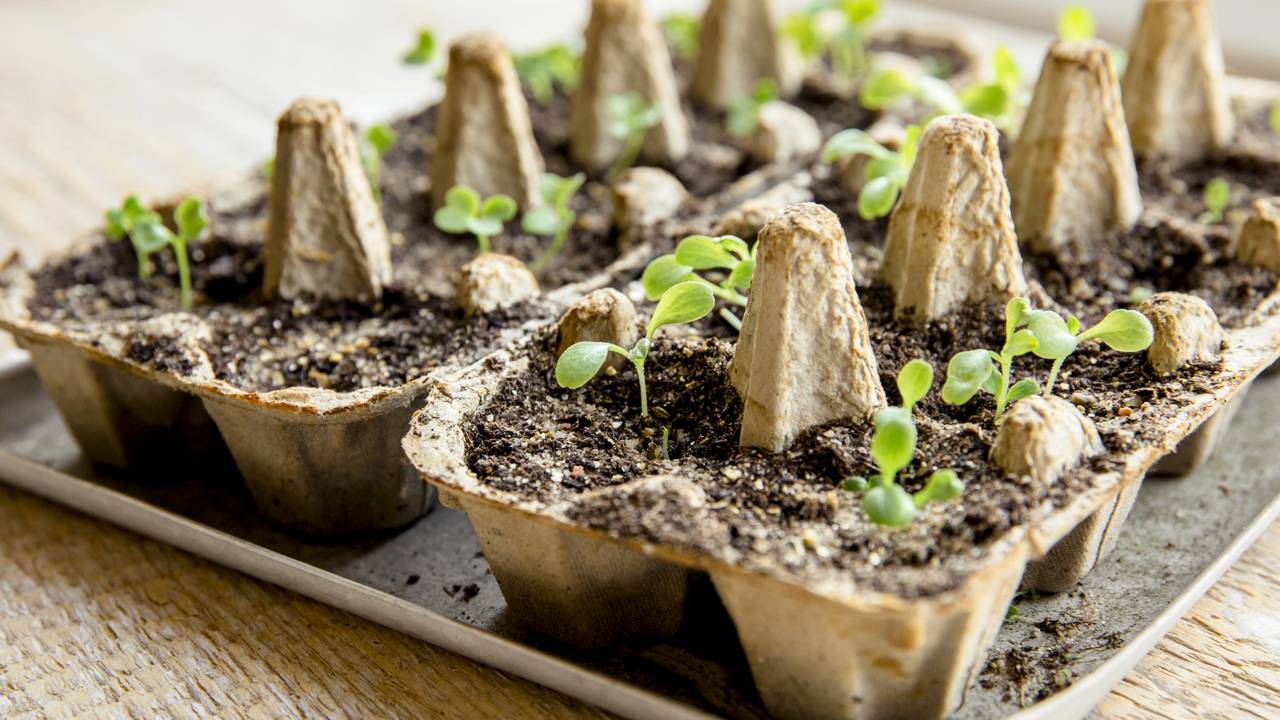 Como germinar sementes de maçã dentro de casa com sucesso