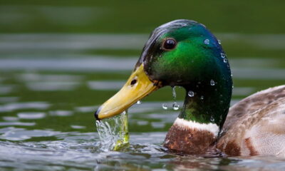 O termo coletivo de patos desperta curiosidade entre estudantes e apaixonados pela língua portuguesa