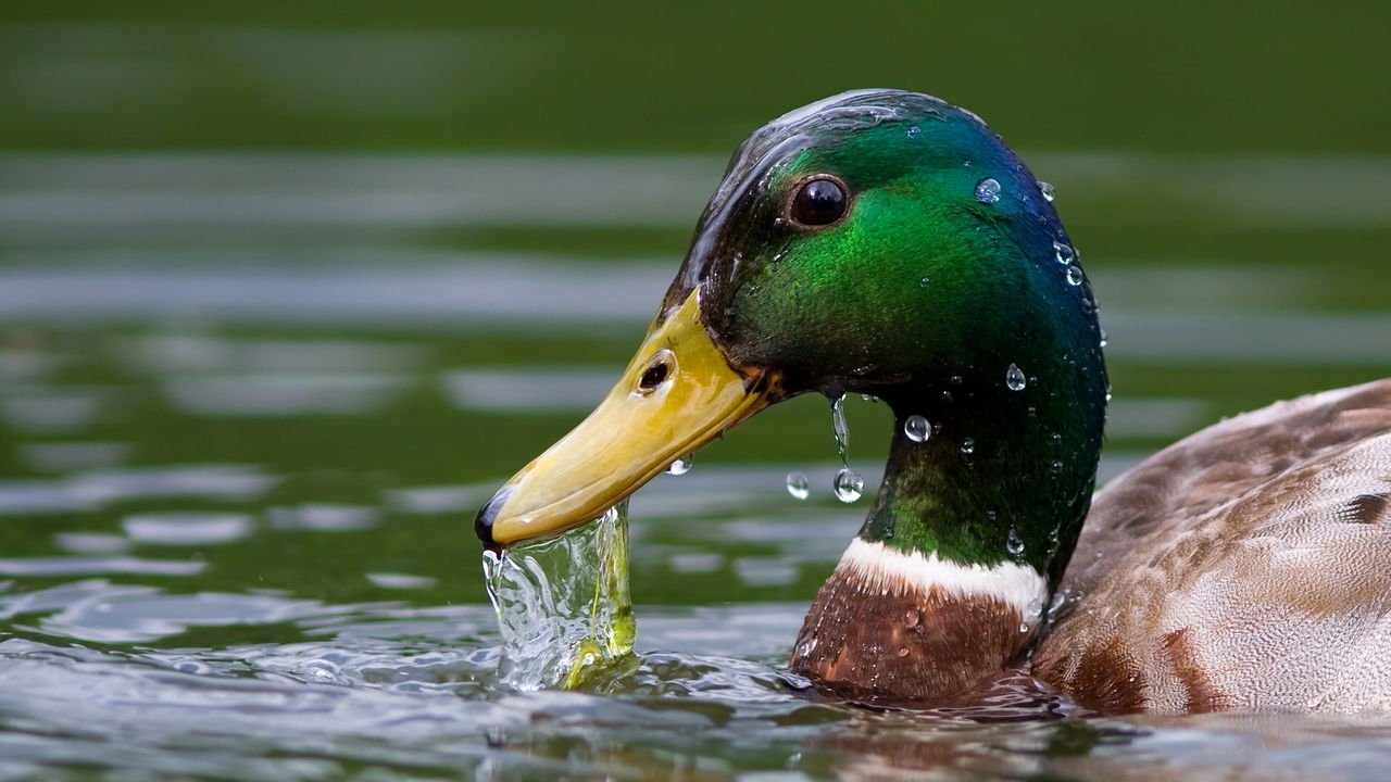 O termo coletivo de patos desperta curiosidade entre estudantes e apaixonados pela língua portuguesa