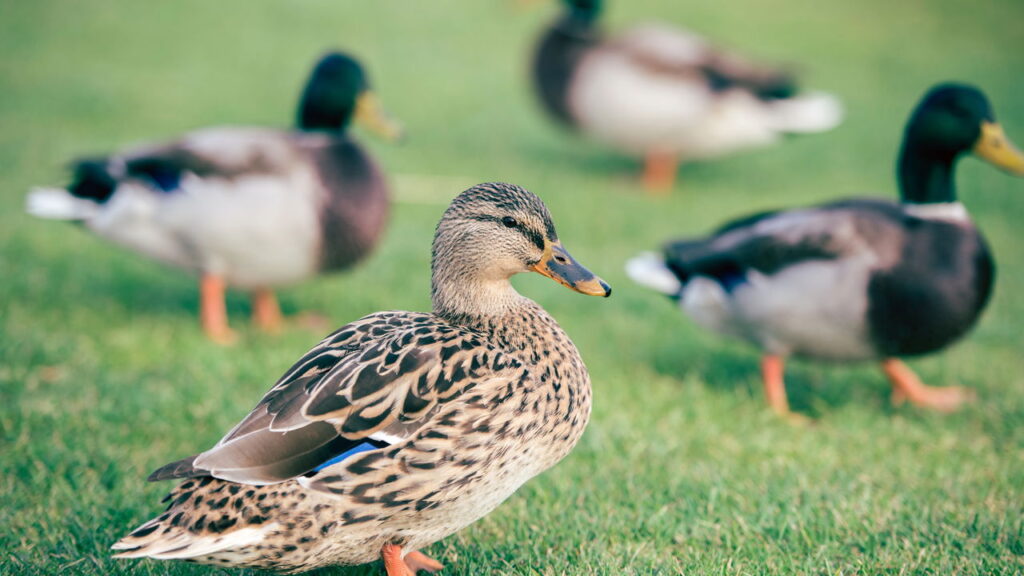 O termo coletivo de patos desperta curiosidade entre estudantes e apaixonados pela língua portuguesa