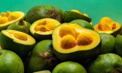 Produtor brasileiro colhe o maior pequi do Brasil com 2.4kg e conquista recorde nacional