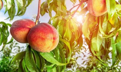 Pessegueiro parou de produzir? Saiba como recuperar