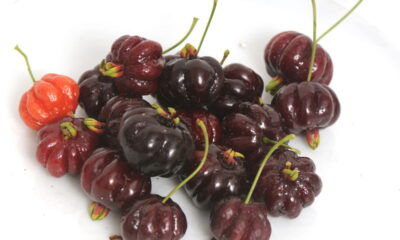 Aprender a cultivar pitanga preta é uma atividade prazerosa, saudável e que agrega valor à sua casa