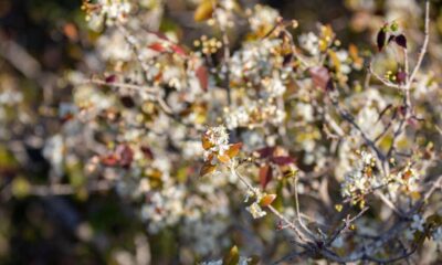 Como adubar a pitangueira e colher frutas grandes e doces no quintal