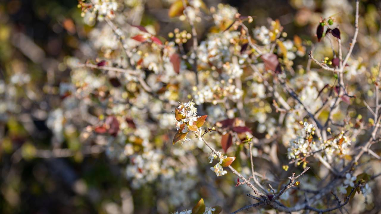 Como adubar a pitangueira e colher frutas grandes e doces no quintal